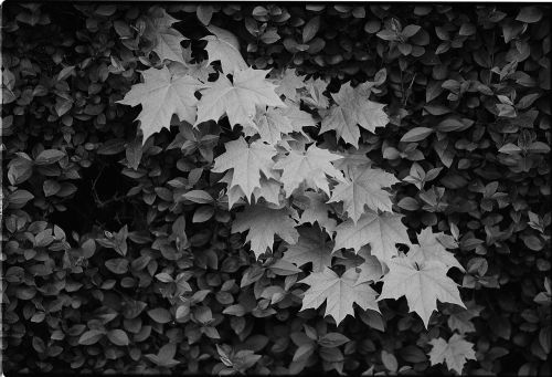 leaves tree nature