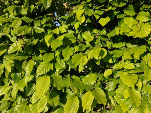 leaves spring beech