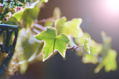 Leaves