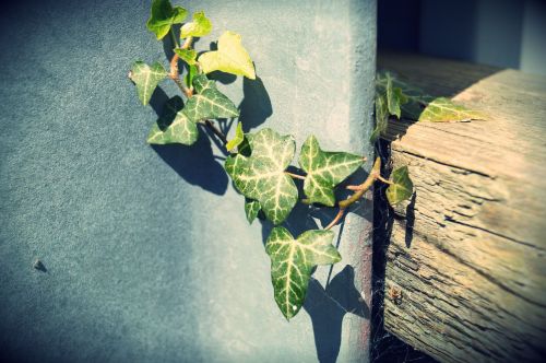 entwine ivy leaves