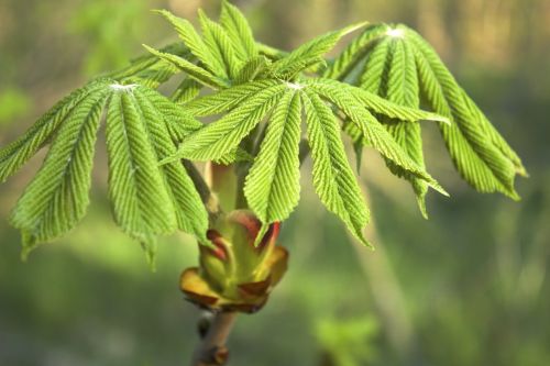 leaves spring bud