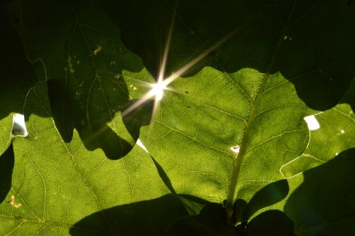 leaves glint sun