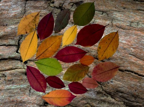 leaves composition color