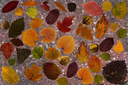 leaves colorful dry leaves