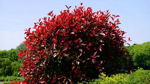 leaves red bush