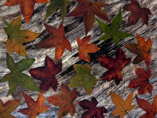 leaves background wood