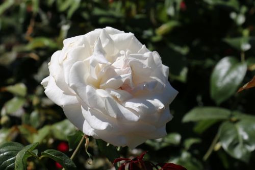 white rose leaves rose