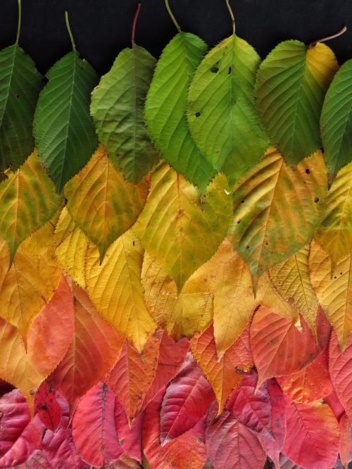 leaves autumn colourful