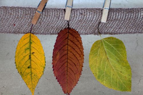 leaves colorful true leaves