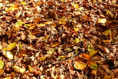 leaves beech oak