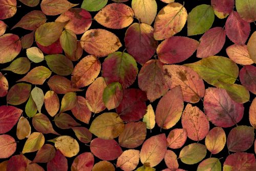 leaves true leaves colorful