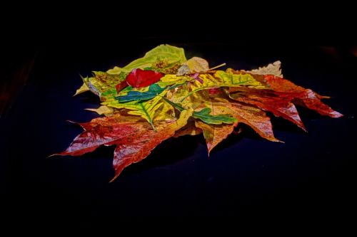 leaves fall foliage colorful