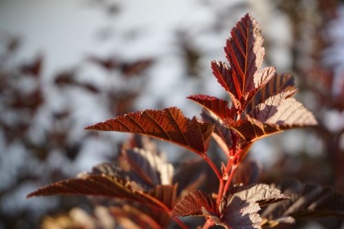 leaves red bush