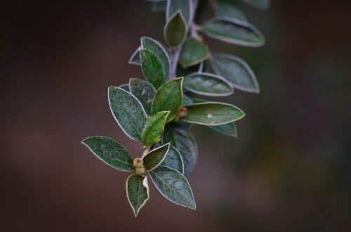 leaves green nature