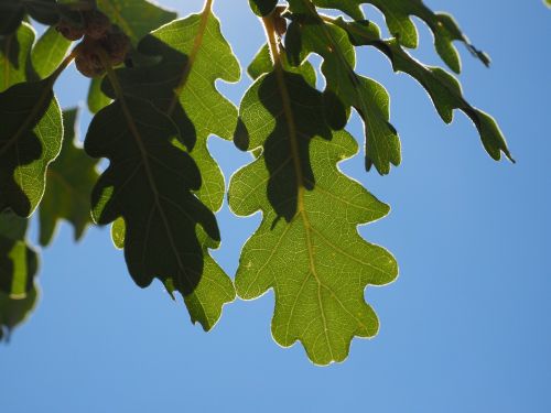 leaves green silvery