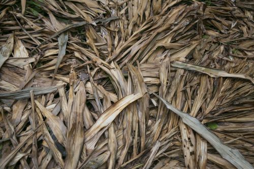 dry leaf pine rainforest