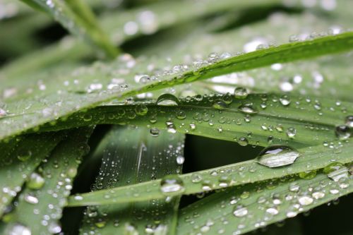 leaves water drop of water