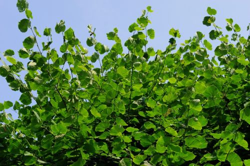 leaves green summer