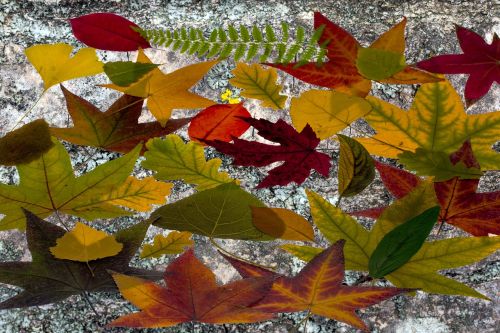 leaves true leaves maple