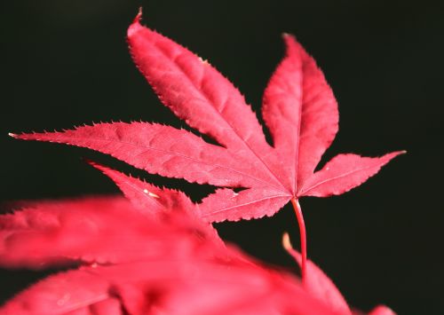 leaves maple red