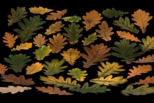 leaves true leaves maple