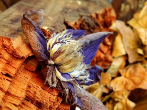 leaves flower nature