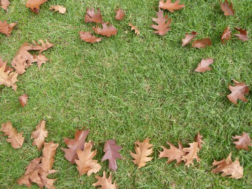 leaves fall grass