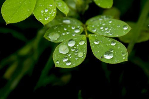 leaves water drop nature