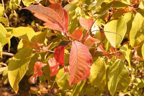 leaves colorful leaves fall color