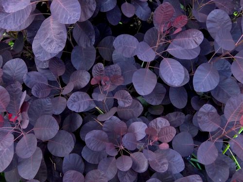 leaves violet shrubs