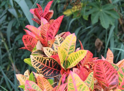 leaves colorful farbenspiel
