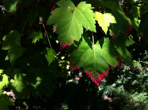 leaves nature plant