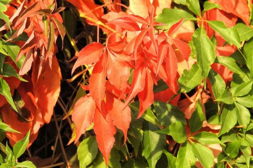 leaves colorful leaves fall color