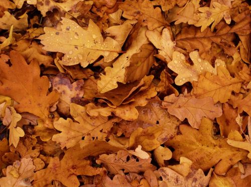 leaves autumn oak