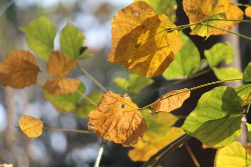 leaves autumn golden