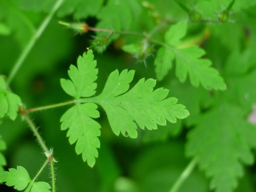 leaves green herb