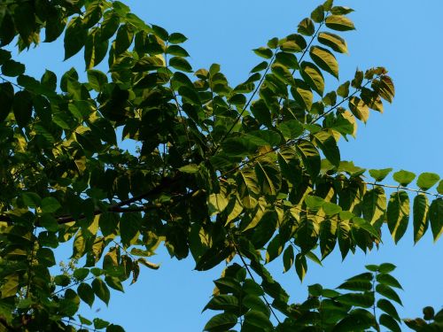leaves foliage ailanthus altissima