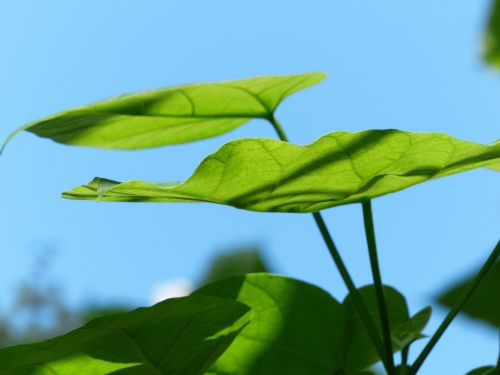 leaves green ordinary catalpa