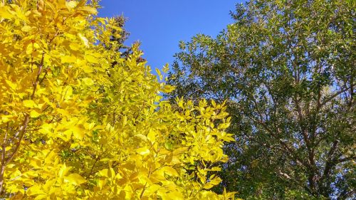 leaves fall autumn