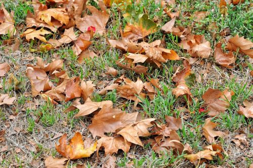leaves prato autumn