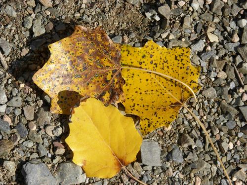 leaves autumn yellow leaves