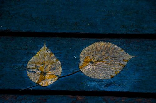 leaves blue foliage