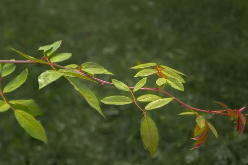 leaves green plant