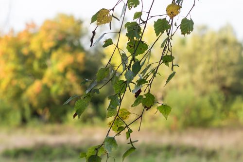 leaves birch wind