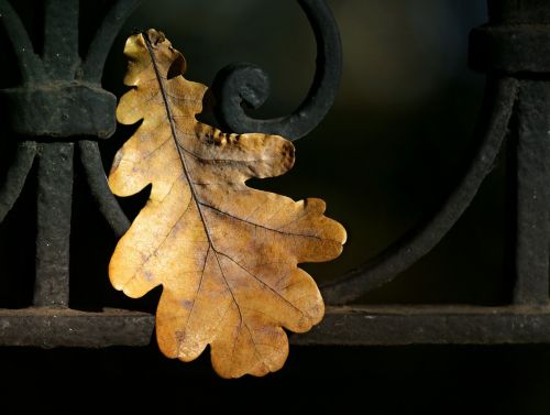 leaves oak autumn