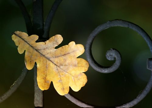 leaves oak autumn