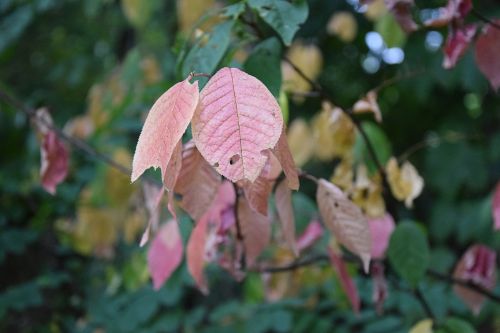 leaves plant green