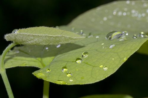 leaves green dew