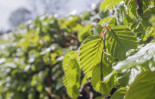 leaves tree nature