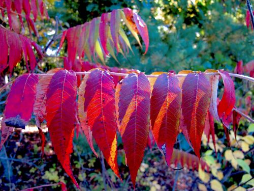 leaves autumn nature